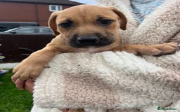 Staffordshire Bull Terrier dogs for sale: Beautiful Staffy pups - Image 3