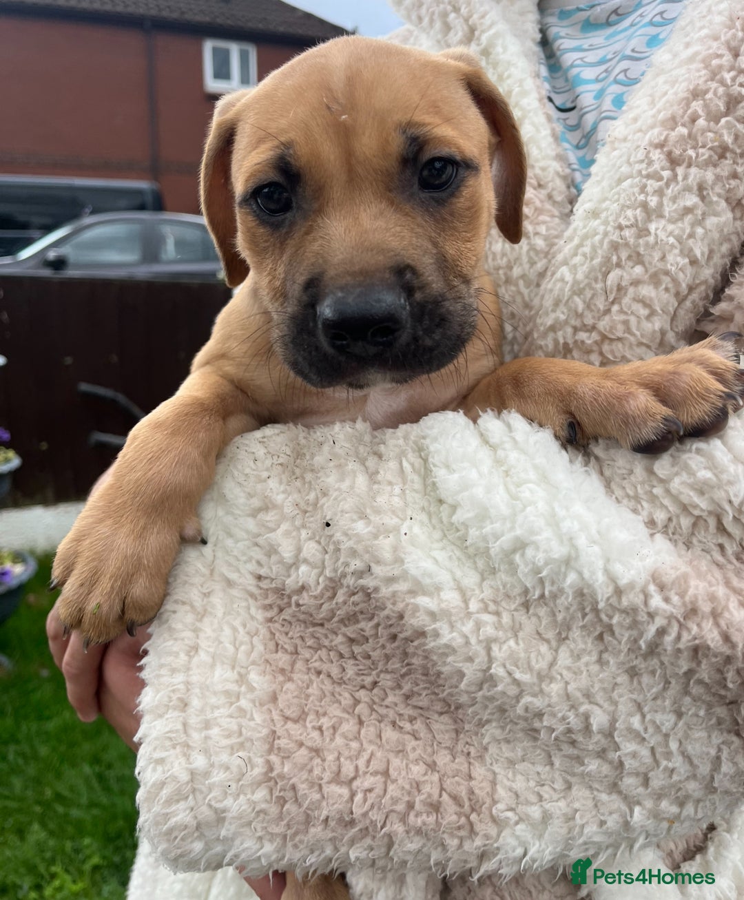 Staffordshire Bull Terrier dogs for sale: Beautiful Staffy pups - Image 3