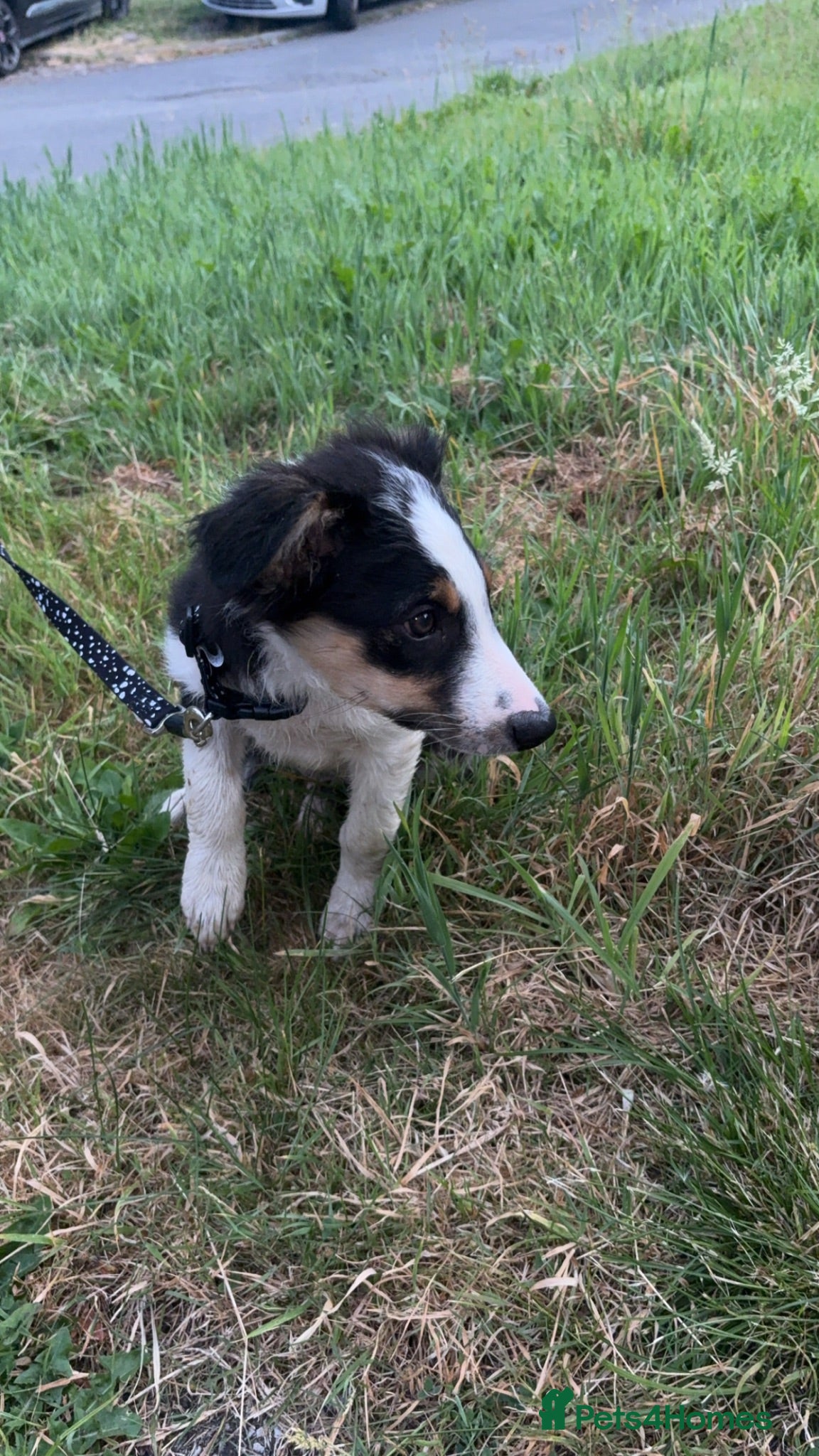 Border Collie dogs 14 week old border collie pup - Advert 2