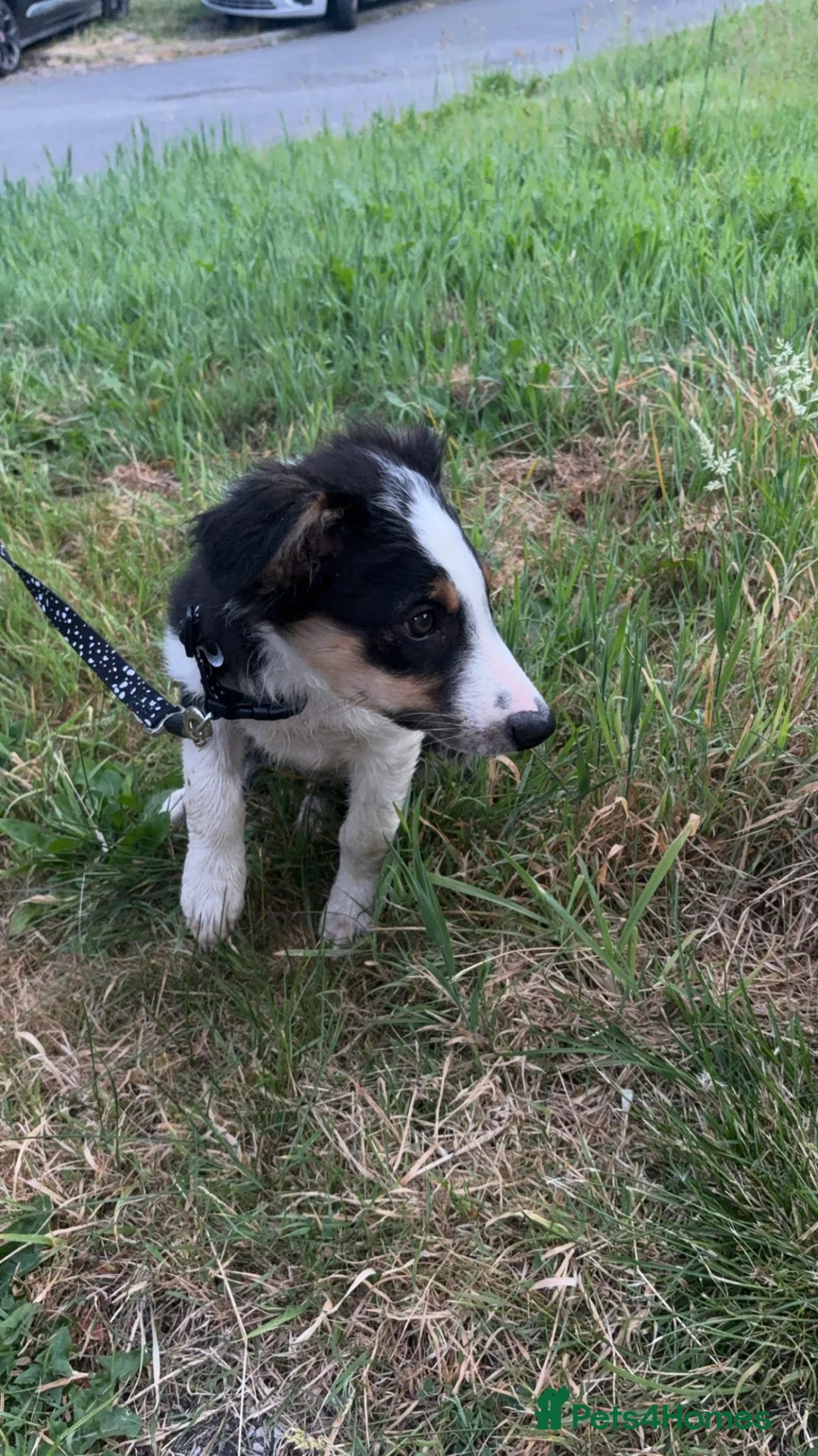 Border Collie dogs for sale: 14 week old border collie pup in Bridgend - Advert 1