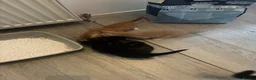 Mixed Breed cats for sale: 4 cute kittens  - Advert 3