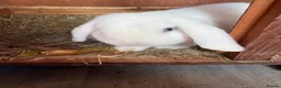 Mini Lop rabbits for sale: mini lops - Advert 3