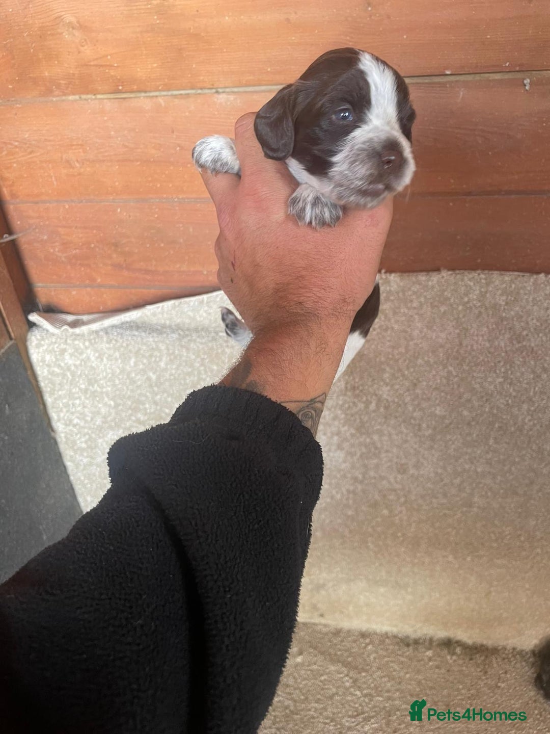 Cocker Spaniel dogs for sale: Cocker Spaniel Pups - Image 6
