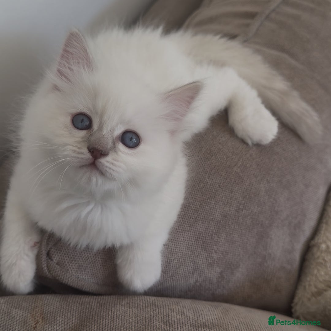 Ragdoll cats for sale: GCCF registere ragdoll kittens ready now 🐱 😍 in Berkhamsted - Image 10
