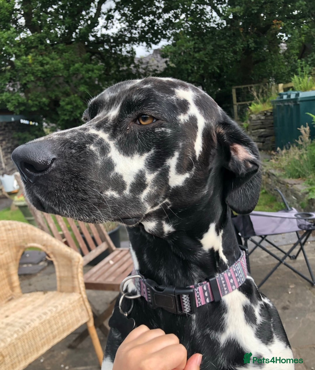 Dalmatian dogs for stud: Extra spotty stud Dalmatian 🐾 KC registered - Advert 3
