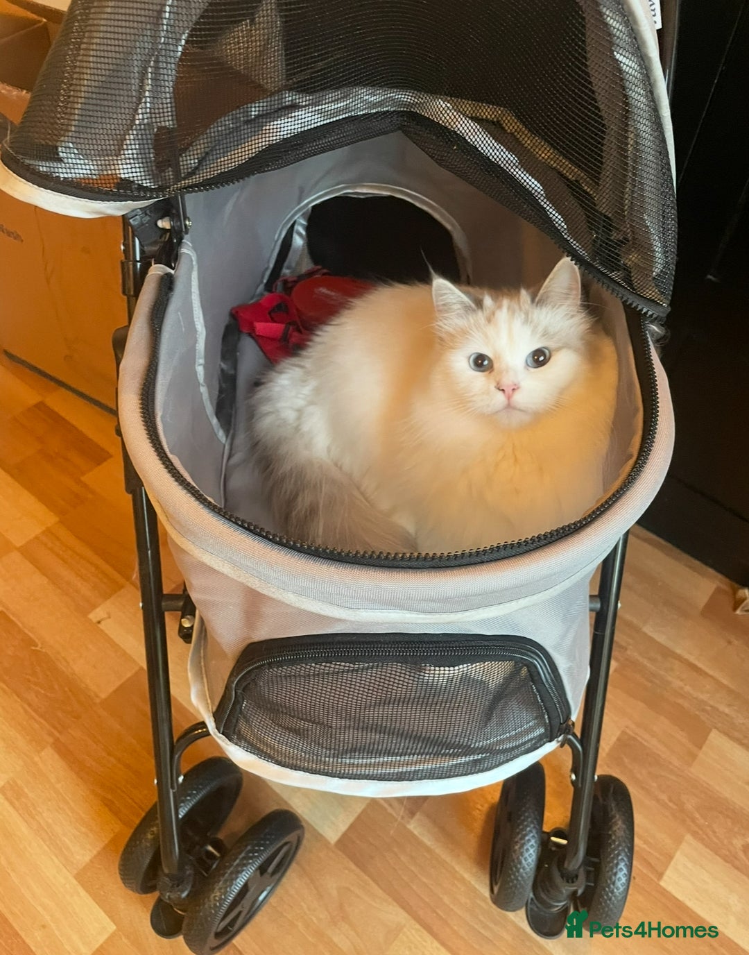 Siberian cats for sale: “Cat share” 3 GCCF Neva Masquerade Siberian cats  - Advert 8