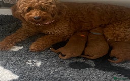 Labradoodle dogs for sale: Stunning red miniature labradoodle puppies - Image 2