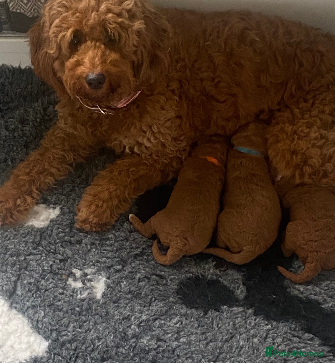 Labradoodle dogs for sale: Stunning red miniature labradoodle puppies - Image 2