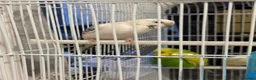 Budgerigars birds for sale: Baby budgies - Advert 3