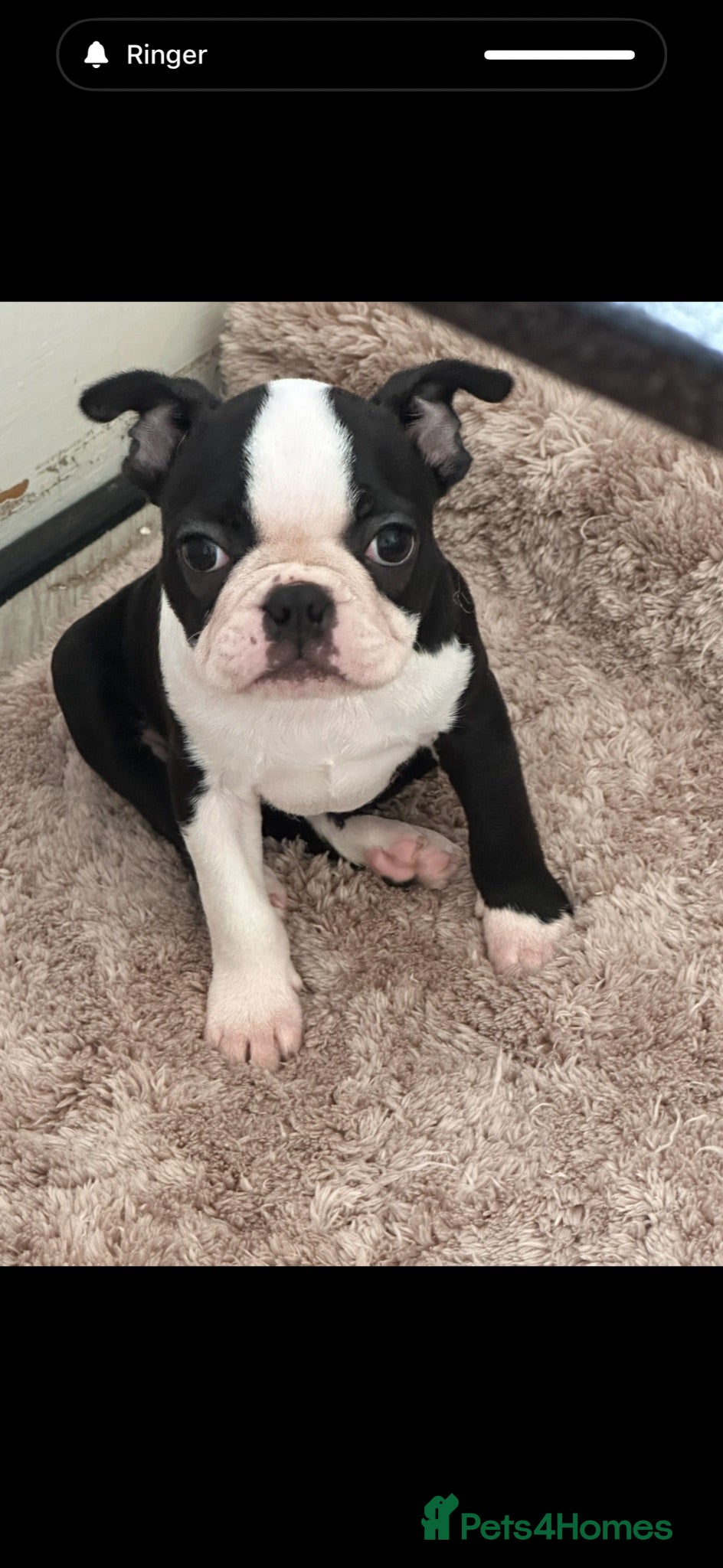Boston Terrier dogs Reduced £1750 Ready now. 1 girl left Kc reg  - Advert 4