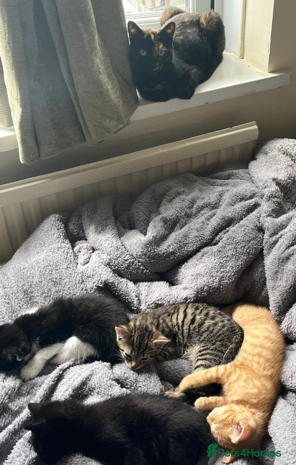 Domestic Shorthair cats for sale: 3 male cats and 1 female  - Advert 5