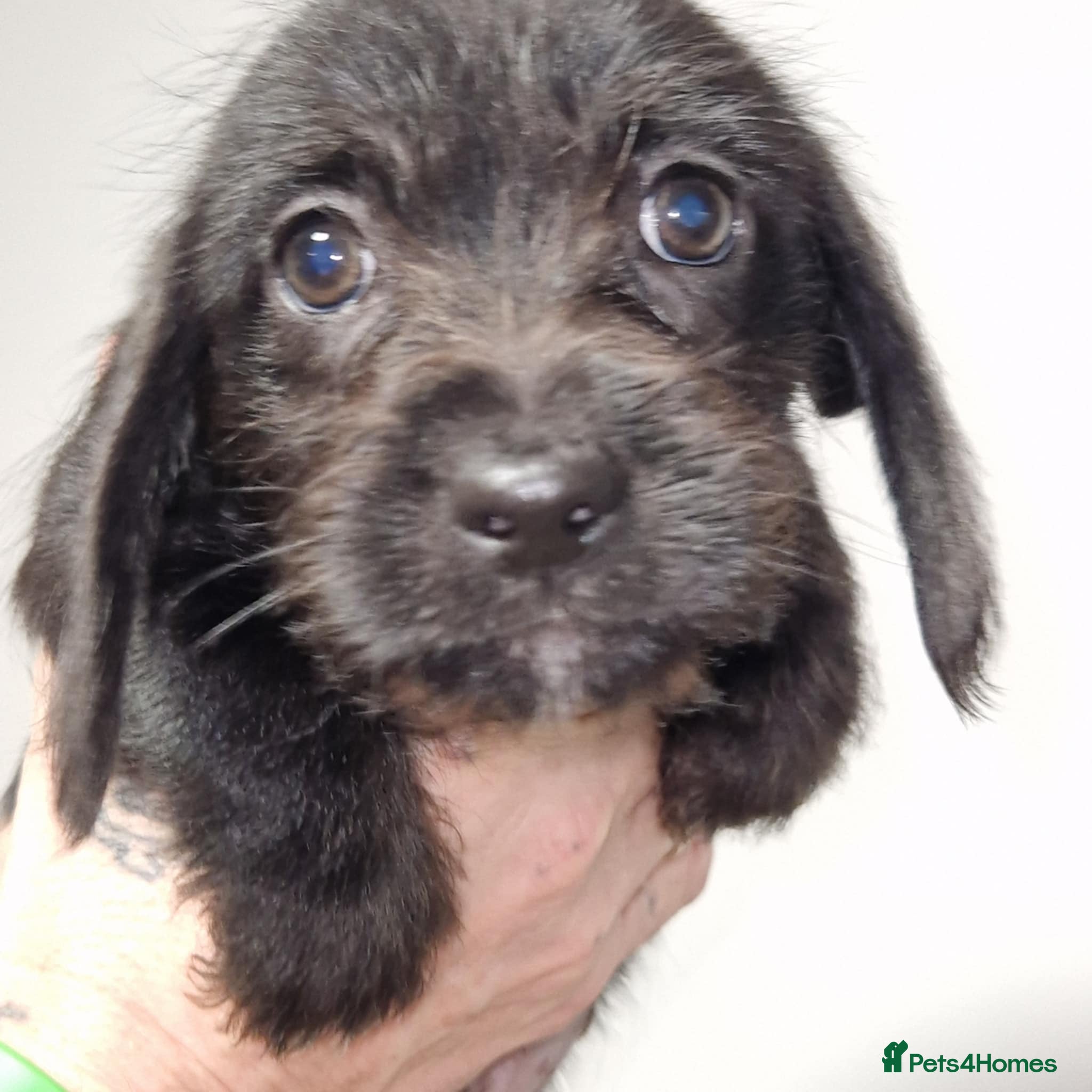 Mixed Breed dogs Schweenie pups - Advert 2