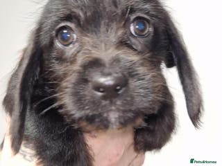 Mixed Breed dogs Schweenie pups - Advert 4