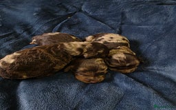 Cockapoo dogs for sale: Cockapoo puppies - Image 8