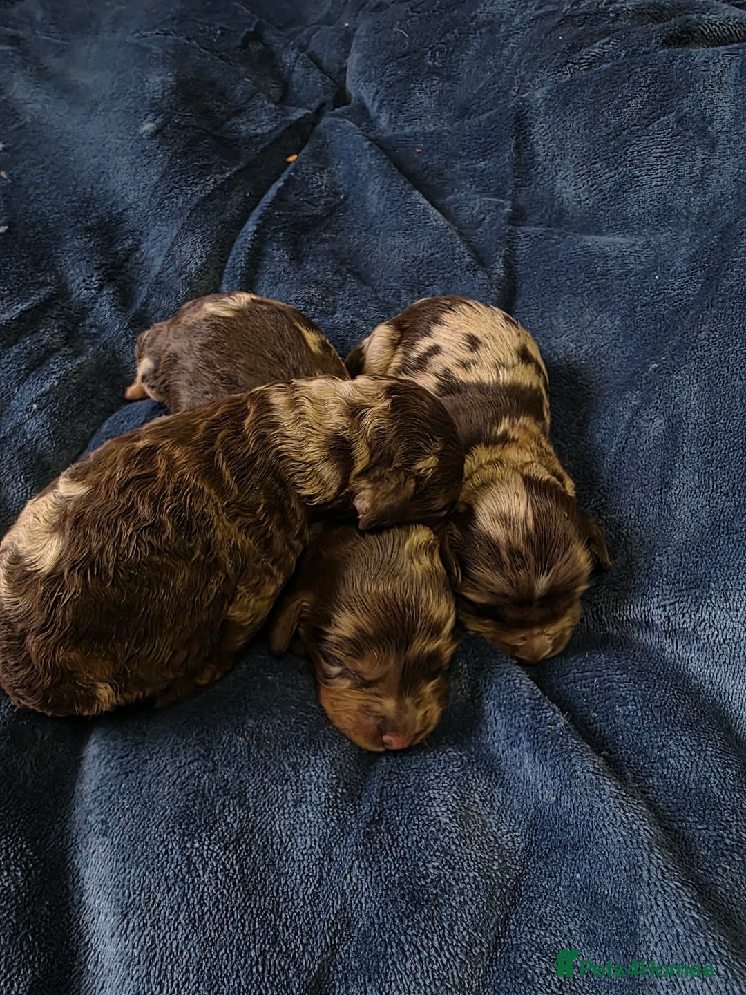 Cockapoo dogs for sale: Cockapoo puppies - Image 8