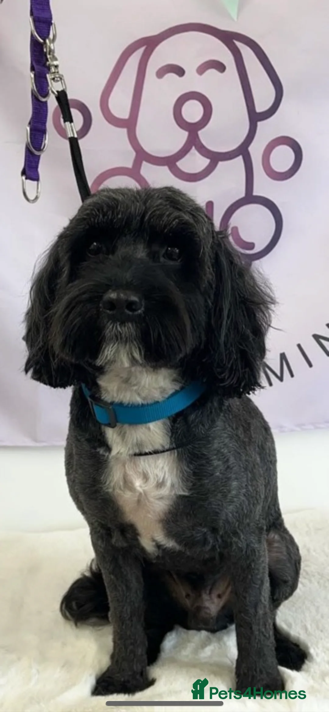 Mixed Breed dogs for sale: Absolutely beautiful family bred pups!  - Advert 9