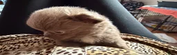 Chihuahua dogs for sale: Tiny stunning Russian Chihuahua’s   - Advert 19