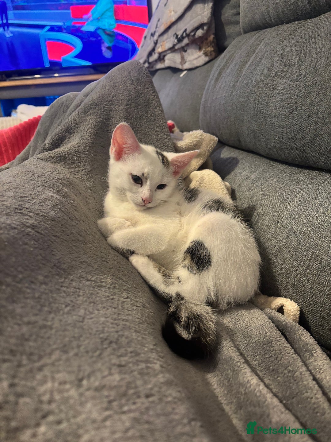 Domestic Shorthair cats for sale: Kittens 2 boys and 1 girl - Advert 6