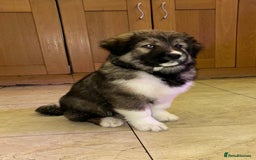 Mixed Breed dogs for sale: F1 Caucasian shepherd X American Akita  - Image 2