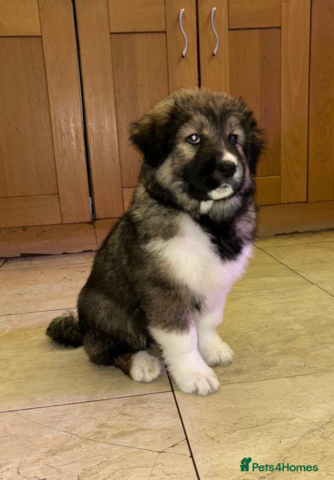 Mixed Breed dogs for sale: F1 Caucasian shepherd X American Akita  - Image 2