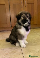 Mixed Breed dogs F1 Caucasian shepherd X American Akita - Advert 4