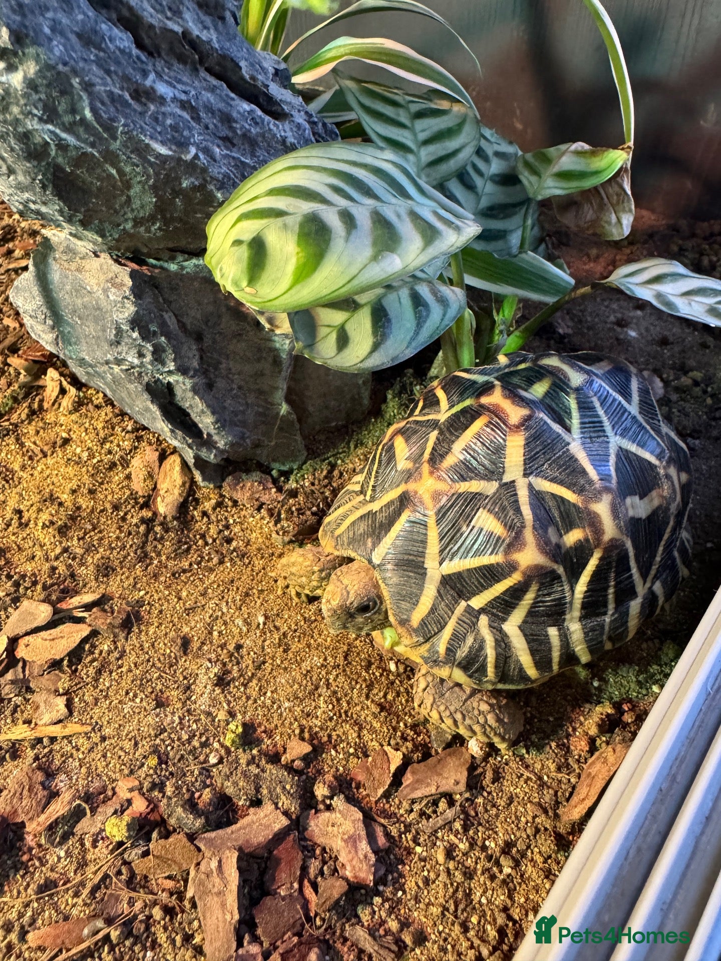 Tortoise reptiles Indian Star Tortoise  - Advert 1