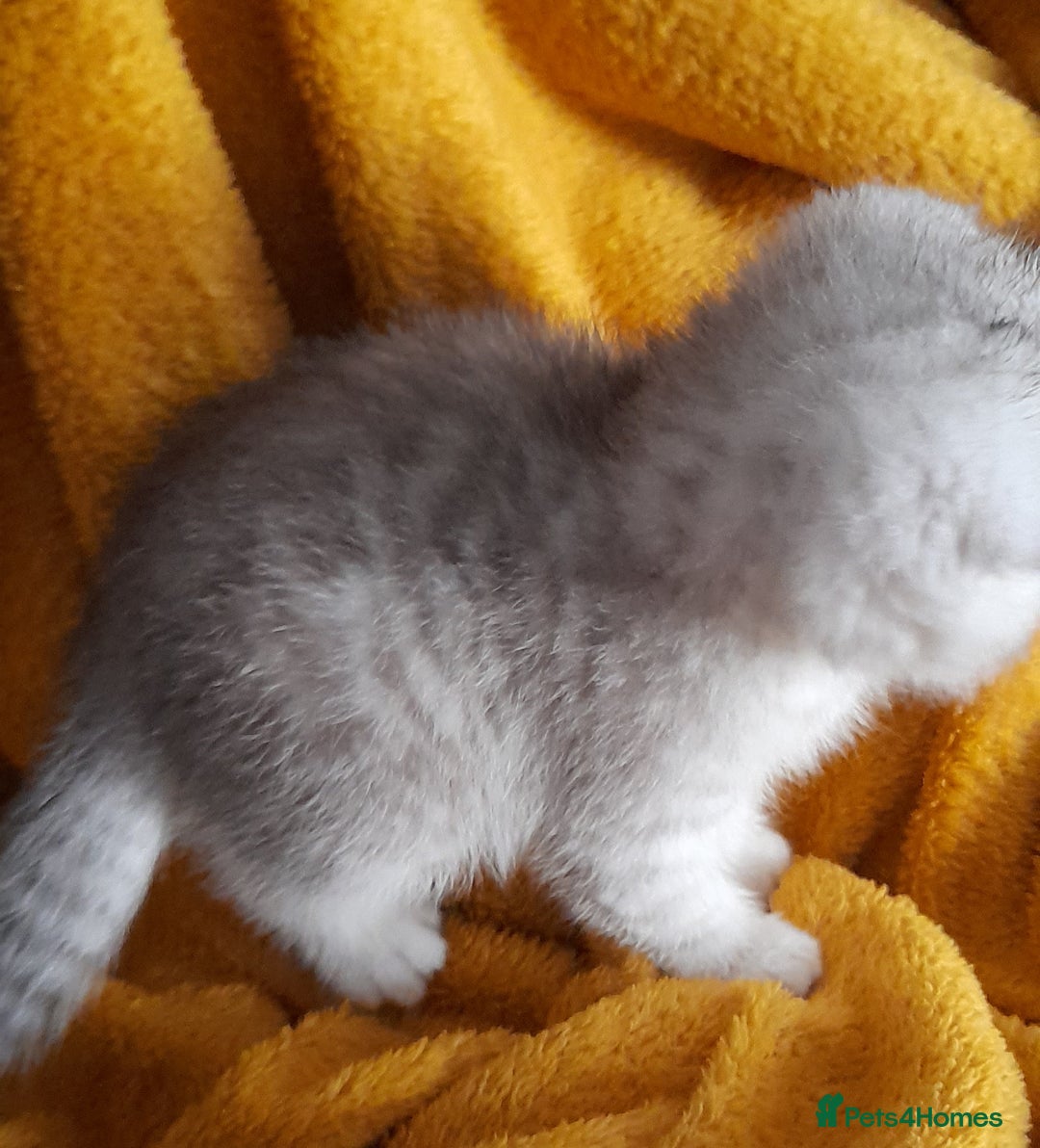 Scottish Fold cats for sale: LAST BOY FOLD. OPEN TO OFFERS.  in Aberdare - Image 22