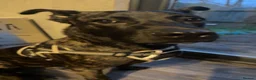 Mixed Breed dogs for sale: Mr Zeus in Birmingham - Advert 5