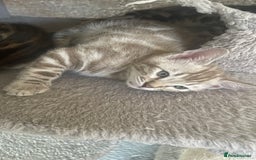 Bengal cats for sale: 🏡Stunning Tica registered Bengal Kittens  🐾 - Image 13