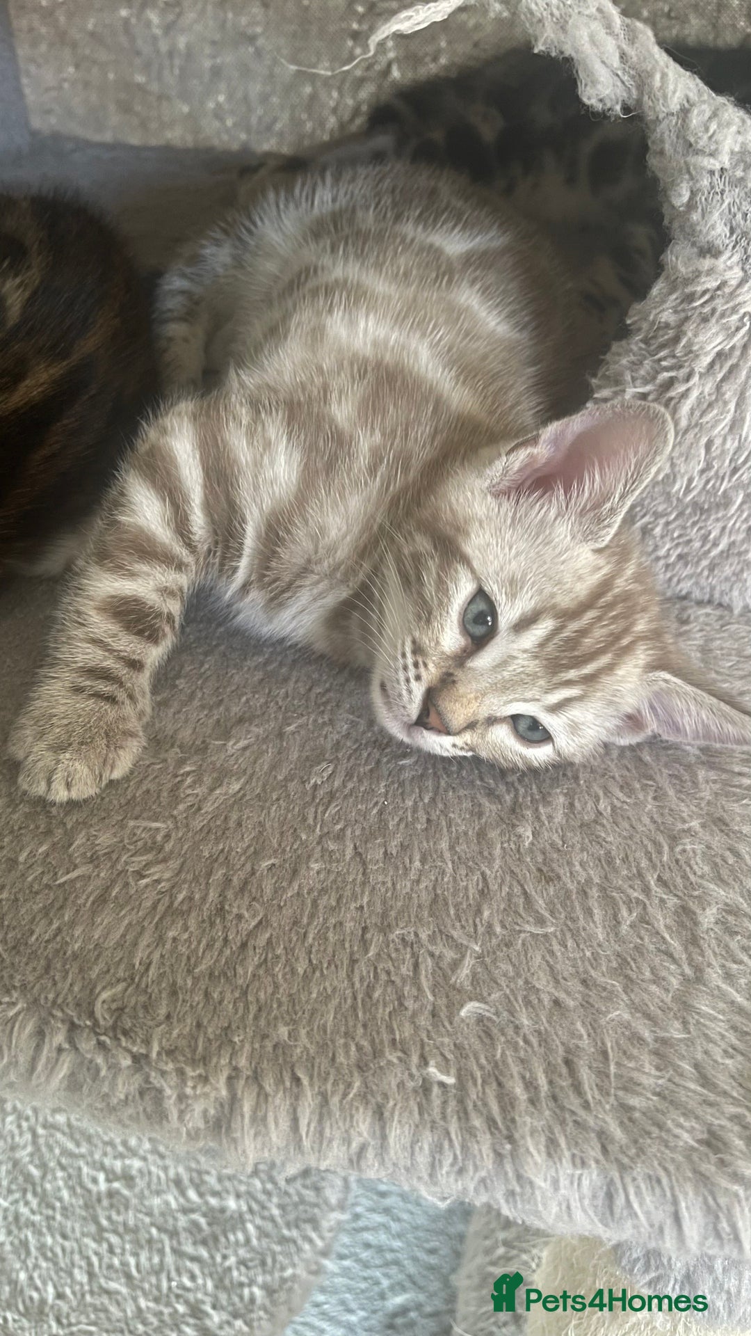 Bengal cats for sale: 🏡Stunning Tica registered Bengal Kittens  🐾 - Image 13