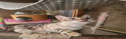 Bengal cats for sale: Snow mink Bengal stunning nirvana aka chicken  - Advert 4