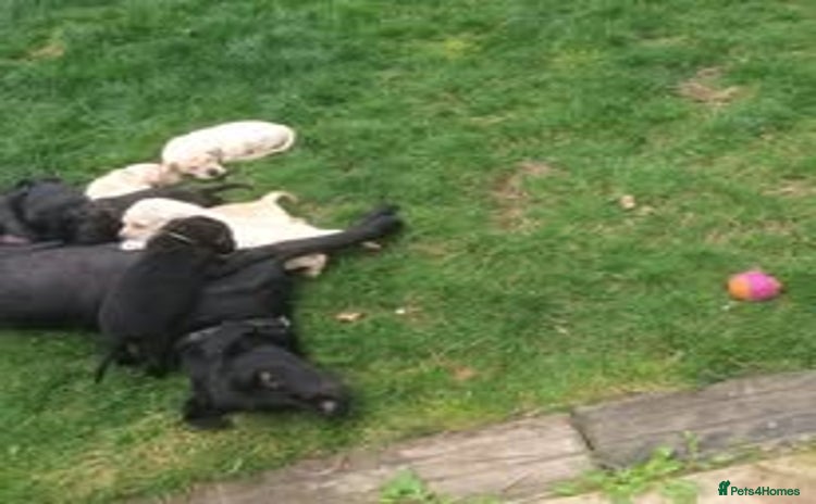 Labrador Retriever dogs - Advert 1