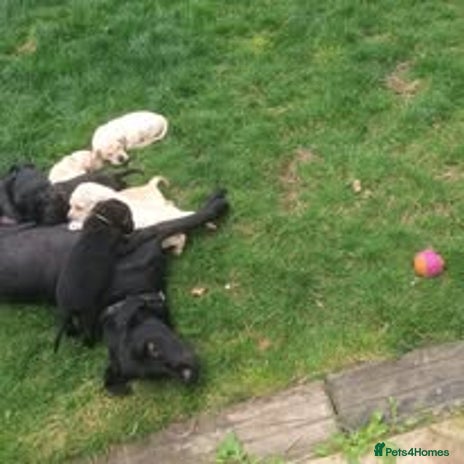 Labrador Retriever dogs - Advert 3