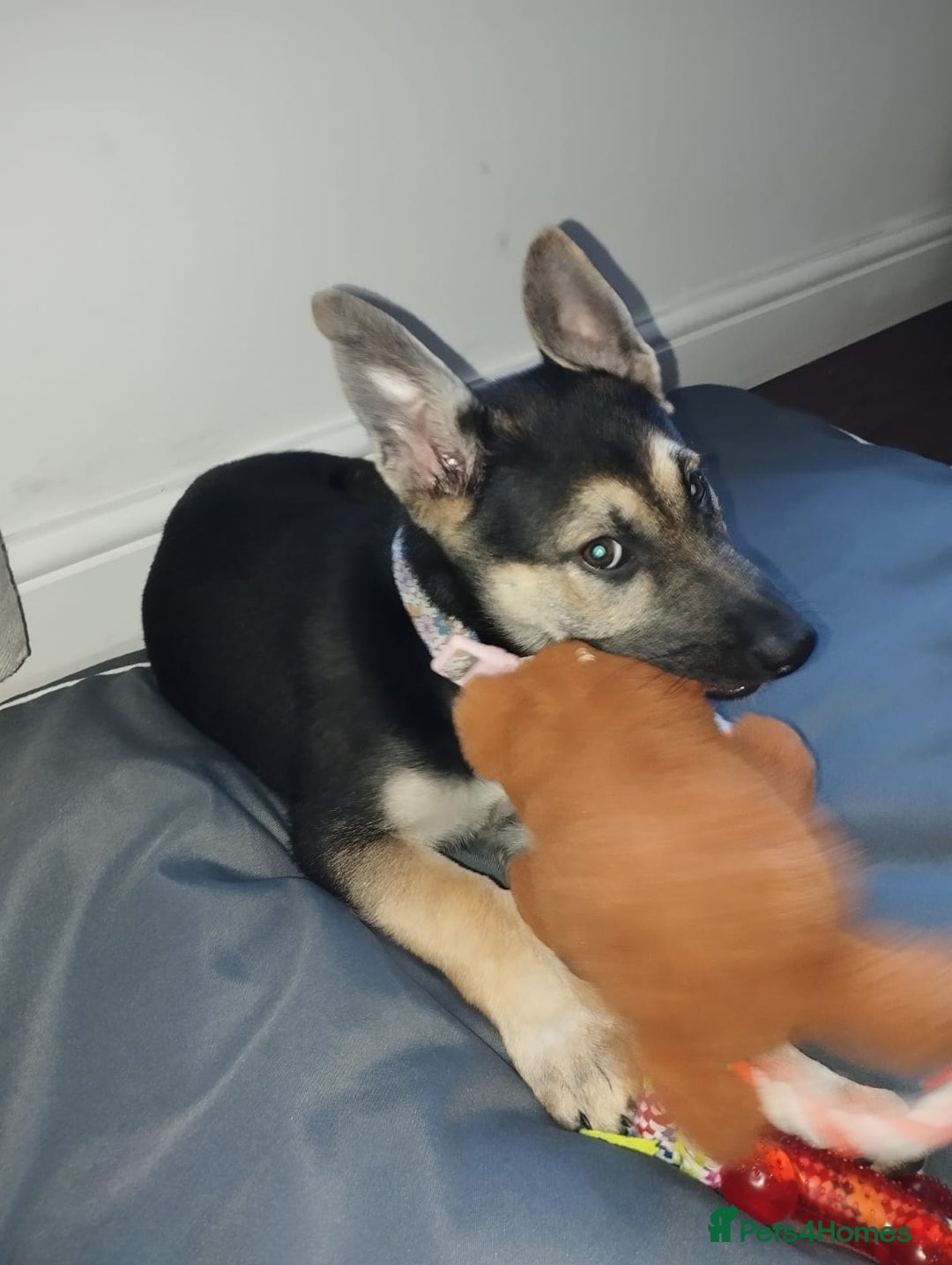 German Shepherd dogs for sale: German shepherd puppy - Image 3