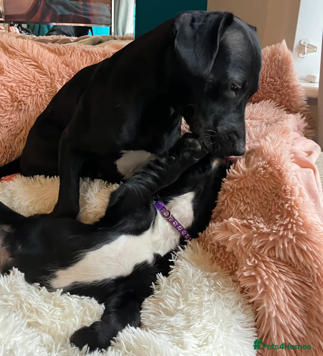 Mixed Breed dogs for sale: Cockapoo/Staffie - Advert 3