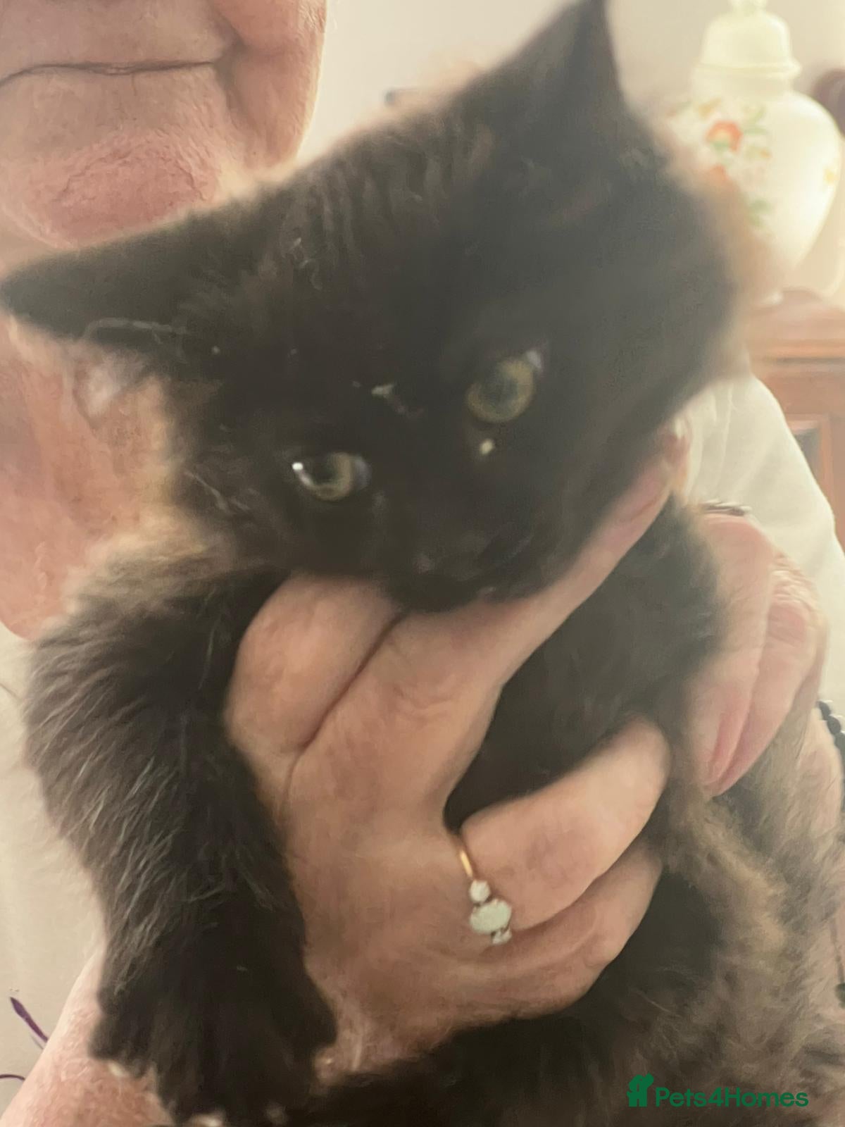 Mixed Breed cats Reduced  - Advert 1