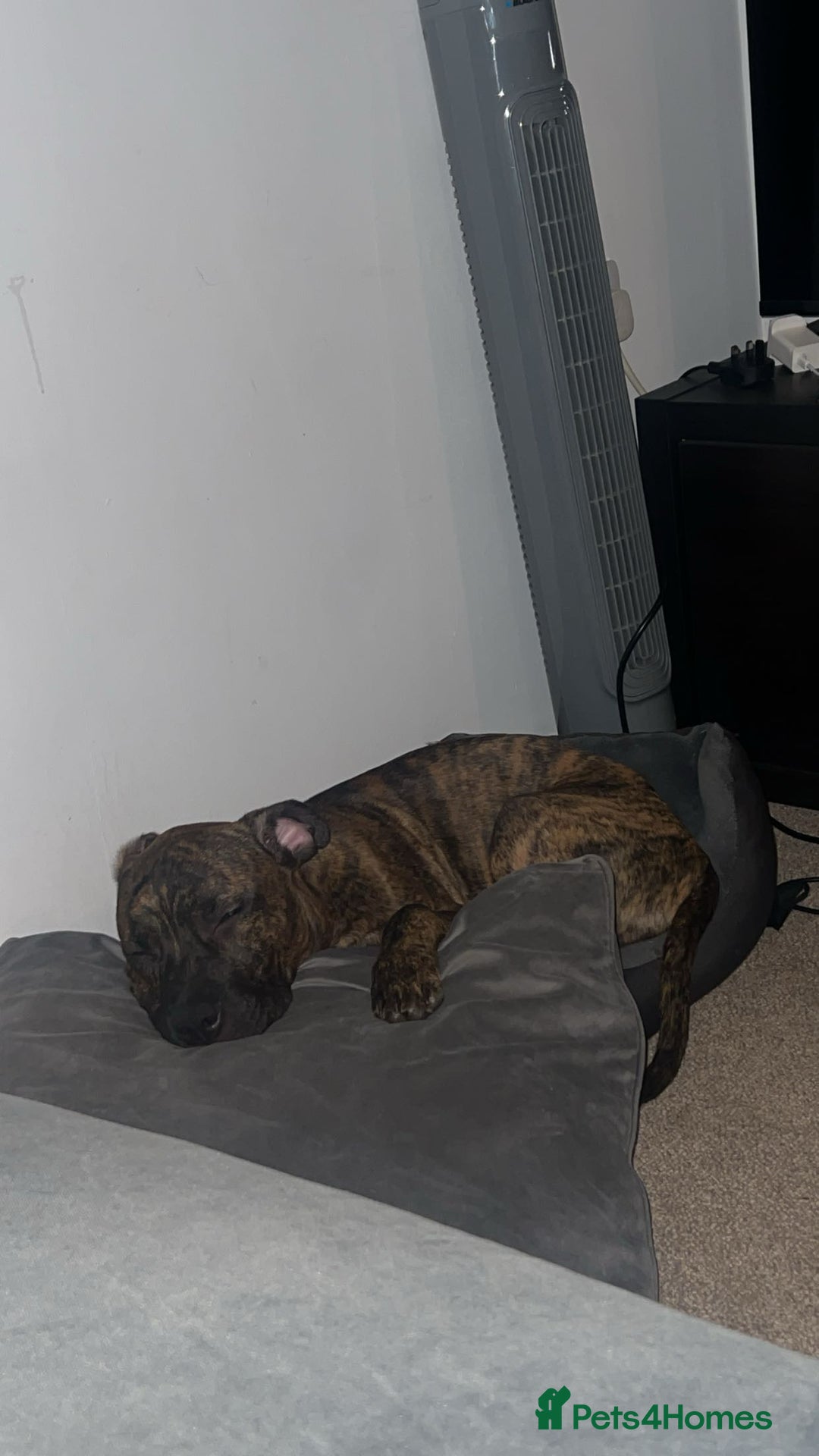 Staffordshire Bull Terrier dogs for sale: Loki - Brindle Staffie - Image 5