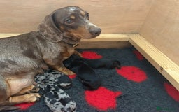 Miniature Dachshund dogs for sale: Silver dapple miniature dachshund dog - Image 8
