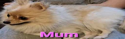 Pomeranian dogs for sale: Beautiful Pomeranian Puppies – Harrow in Harrow - Advert 17