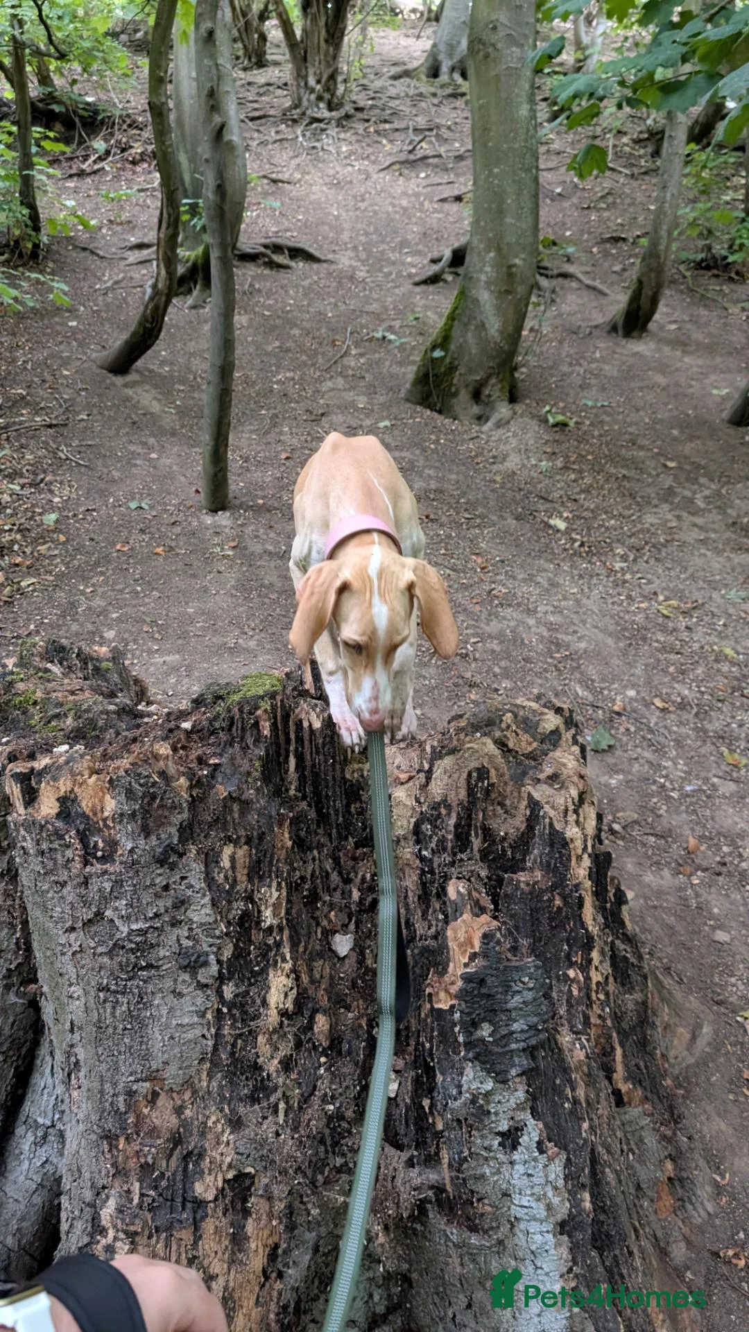 Mixed Breed dogs for sale: Brafghano in Lincoln - Advert 3