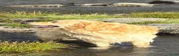 Goldador dogs for sale: Golden Retriever Labrador Puppies Due - Advert 11