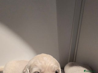 Golden Retriever dogs Adorable white Golden Retriever - Advert 5