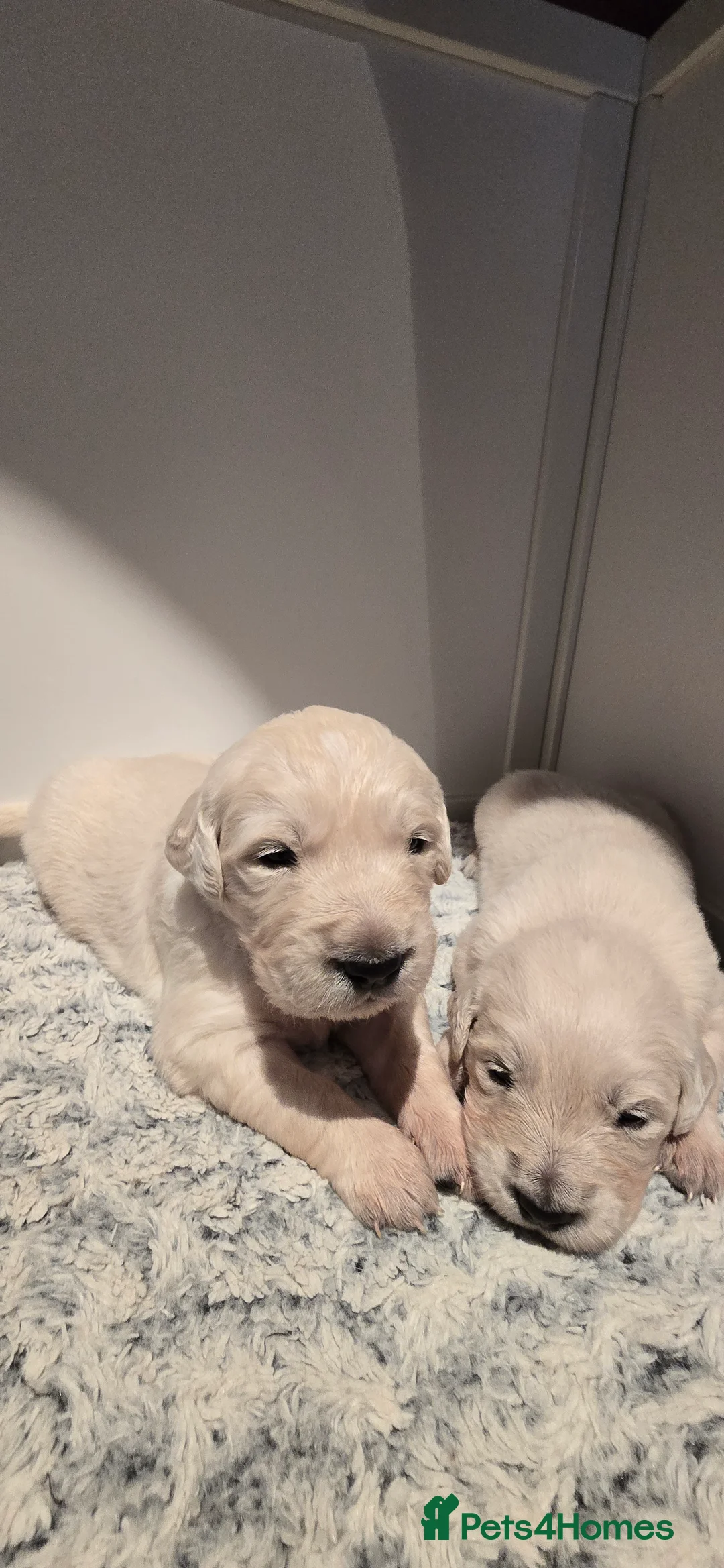 Golden Retriever dogs for sale: Adorable white Golden Retriever - Advert 4