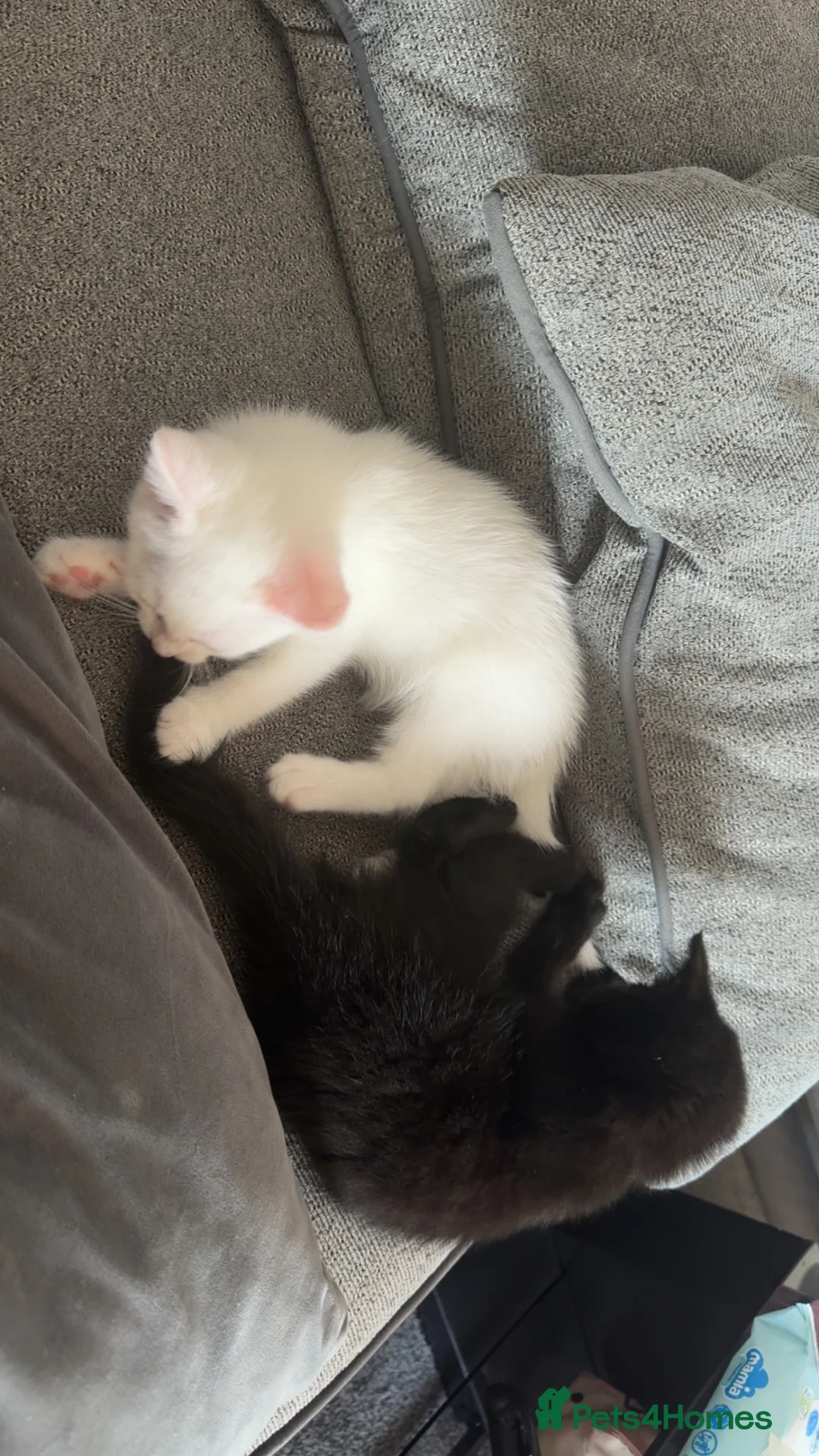 Mixed Breed cats for sale: 2 female kittens  - Advert 2