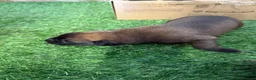 Belgian Shepherd Dog dogs for sale: DARK KC REG BELGIAN MALINOIS PUPPIES - Advert 19