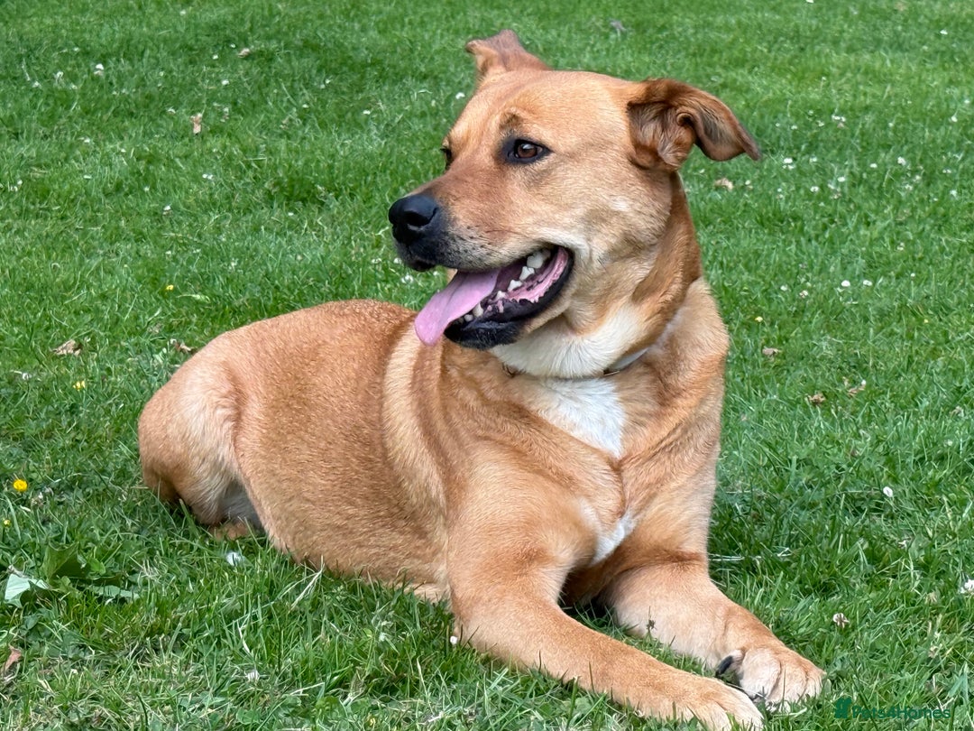 Mixed Breed dogs for sale: 1 female  - Image 3