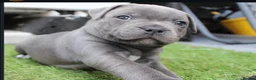Staffordshire Bull Terrier dogs for sale: Home Well Socialized Staffy Puppies in Reading - Advert 11