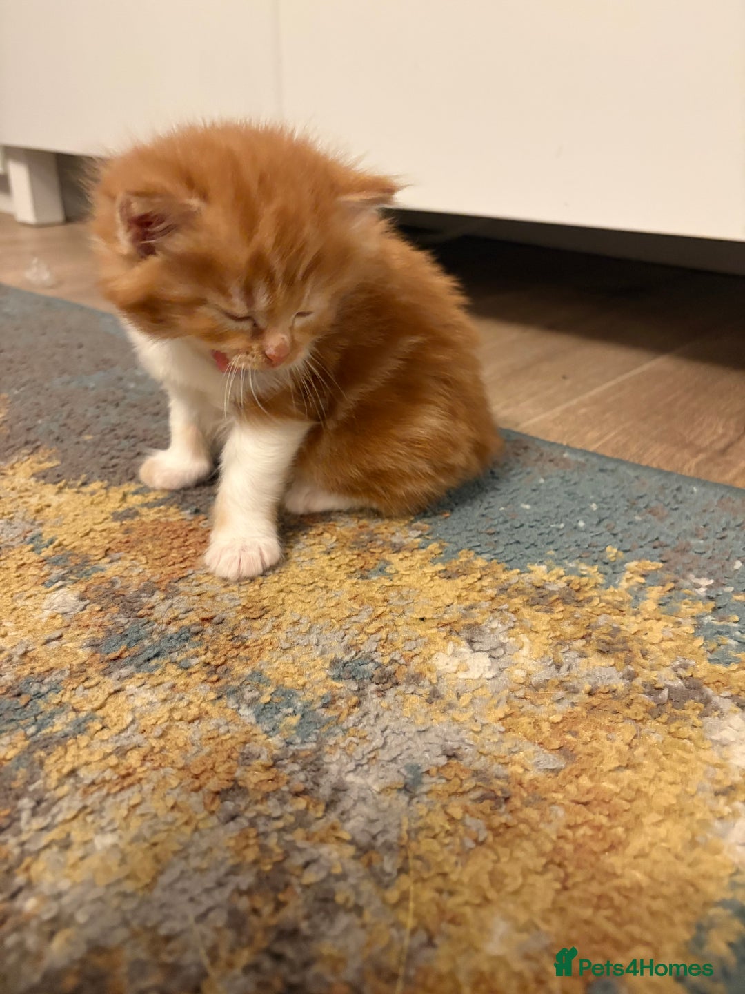 Mixed Breed cats for sale: Now Reserved Beautiful Ginger Male Kitten 4 weeks - Advert 15