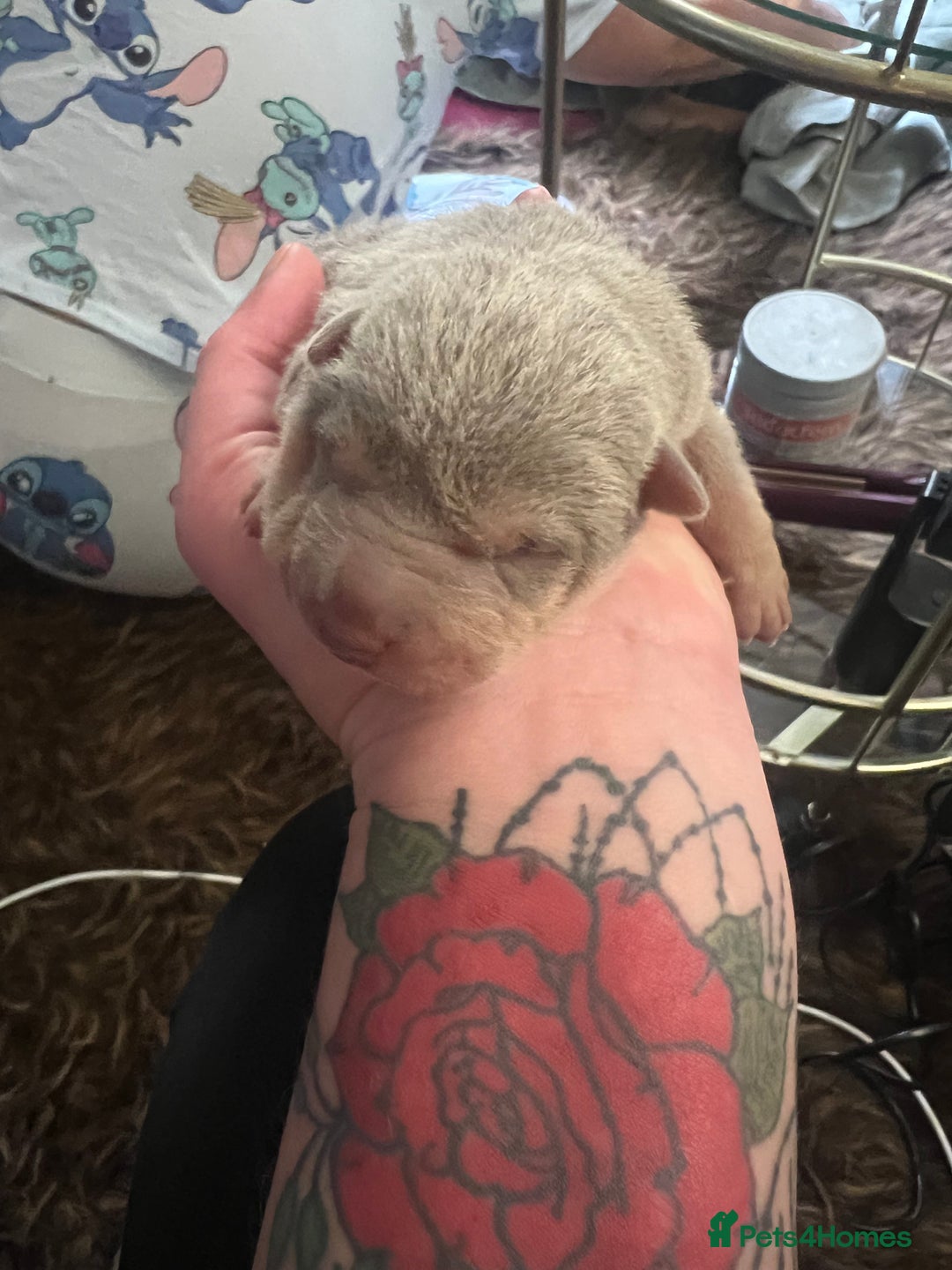 Shar Pei dogs for sale: Adorable Chinese Shar-Pei Puppies for Sale! - Image 5