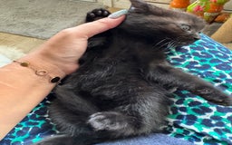 Mixed Breed cats for sale: Gorgeous Ragdoll Mix Kittens Ready for Loving Home - Image 11